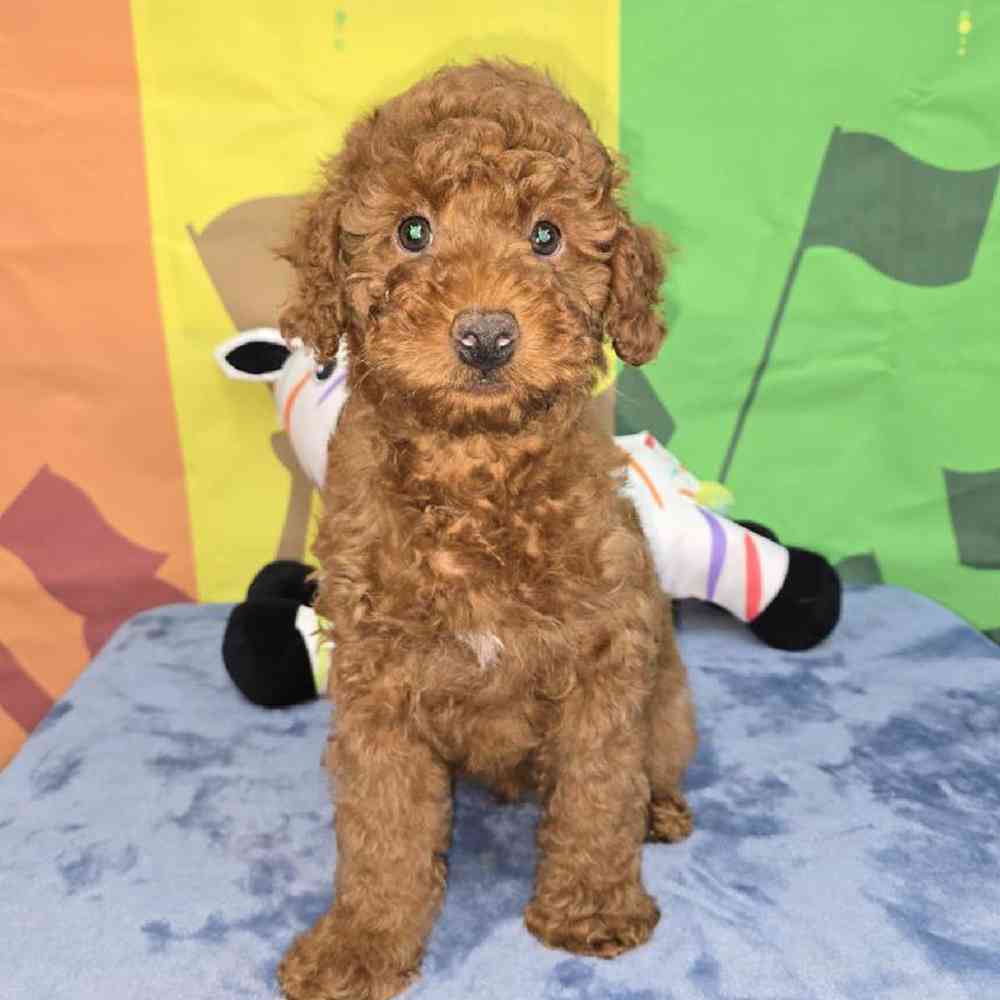 Male Poodle Puppy for Sale in Virginia Beach, VA
