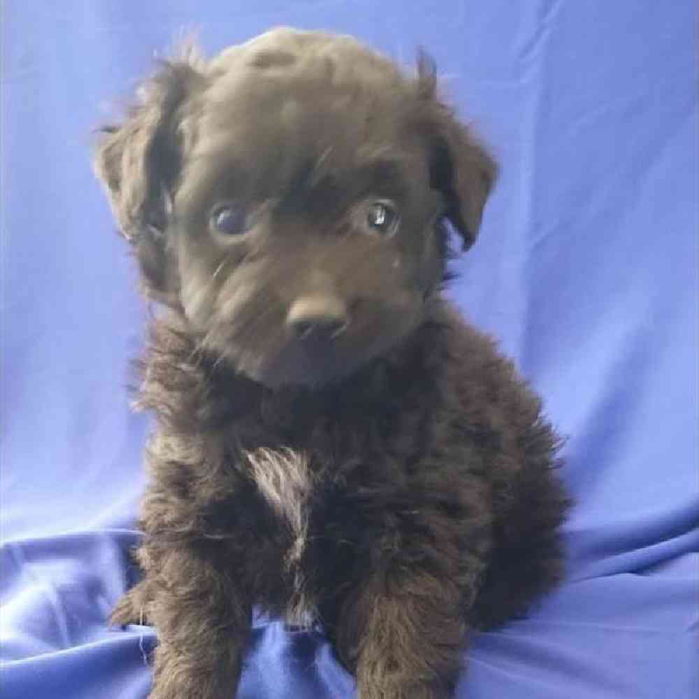 Male Pom-A-Poo Puppy for Sale in Virginia Beach, VA