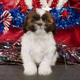 Shih Tzu