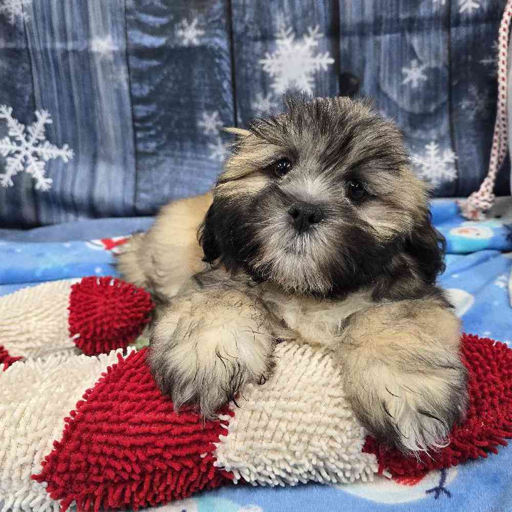 Male Lhasa Apso Puppy for Sale in Virginia Beach, VA