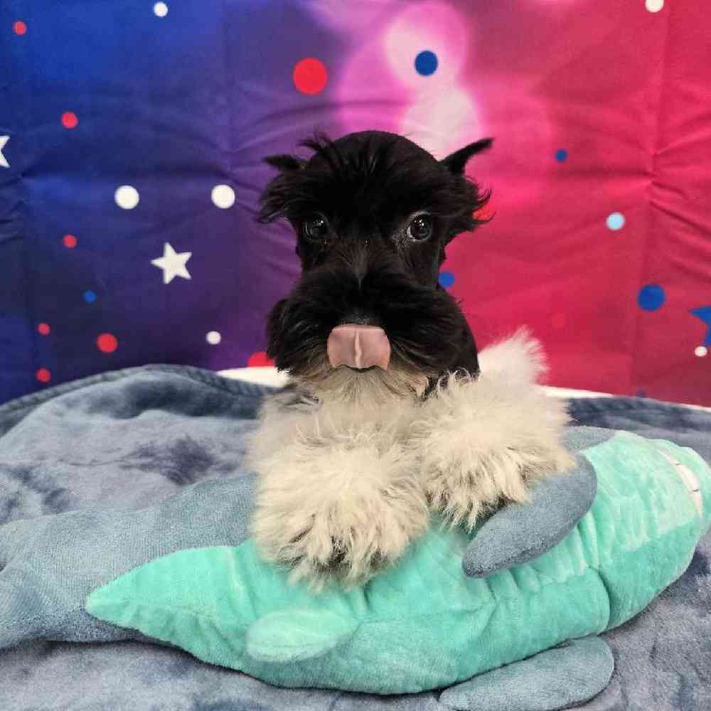 Male Mini Schnauzer Puppy for Sale in Virginia Beach, VA