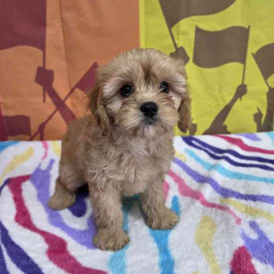 Cavapoo