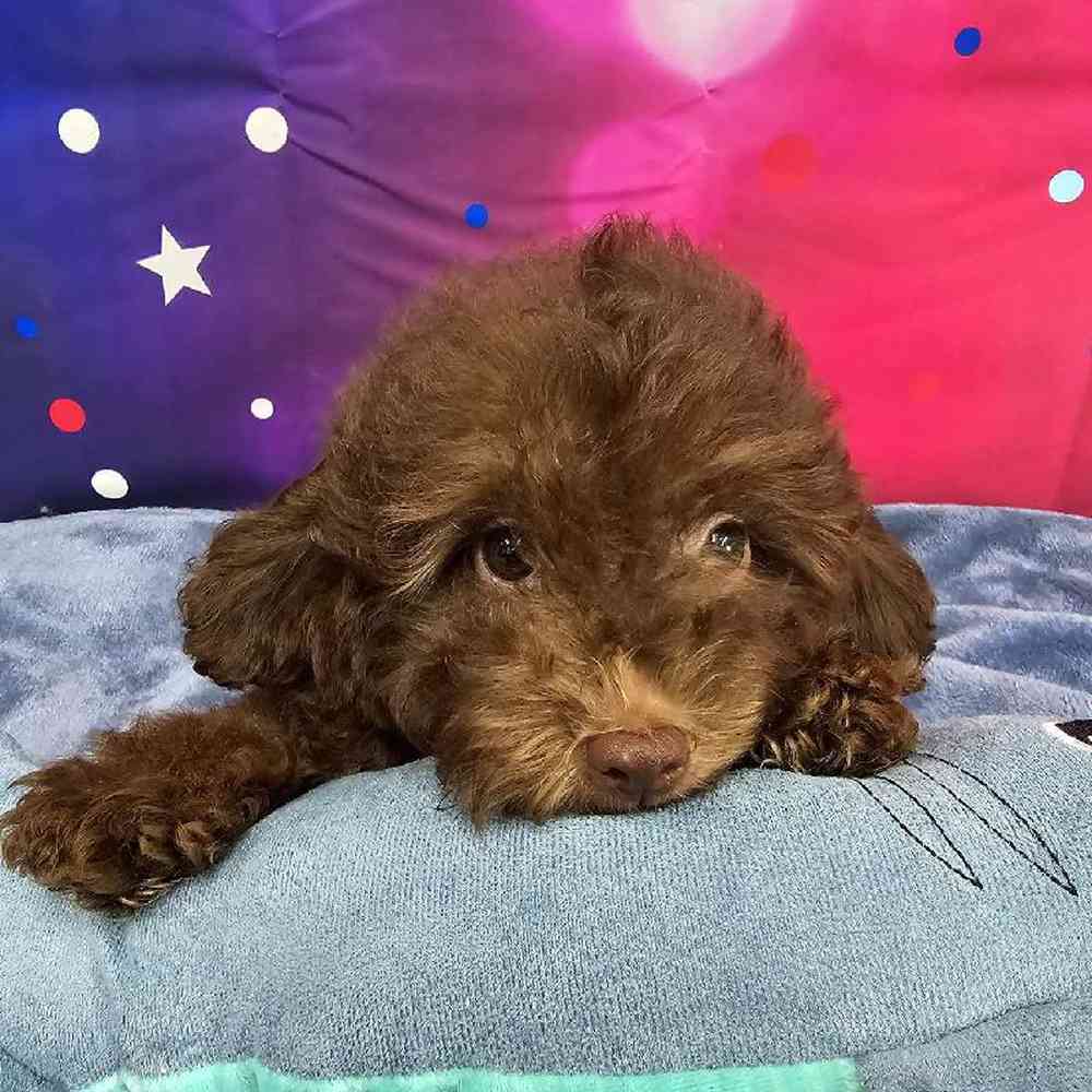 Male Mini Aussiedoodle Puppy for Sale in Virginia Beach, VA