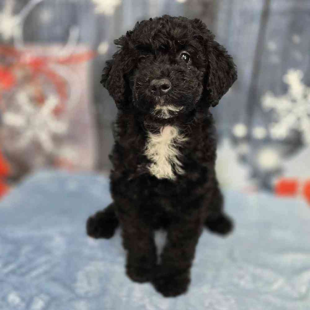 Female Mini Sheepadoodle Puppy for Sale in Virginia Beach, VA