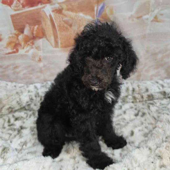 Poodle