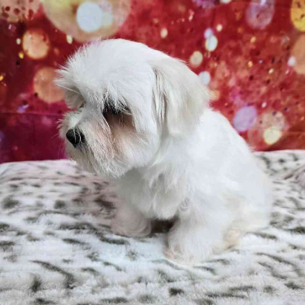 Female Maltese Puppy for Sale in Virginia Beach, VA