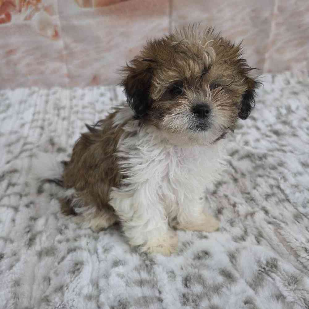Female Teddy Bear Puppy for Sale in Virginia Beach, VA