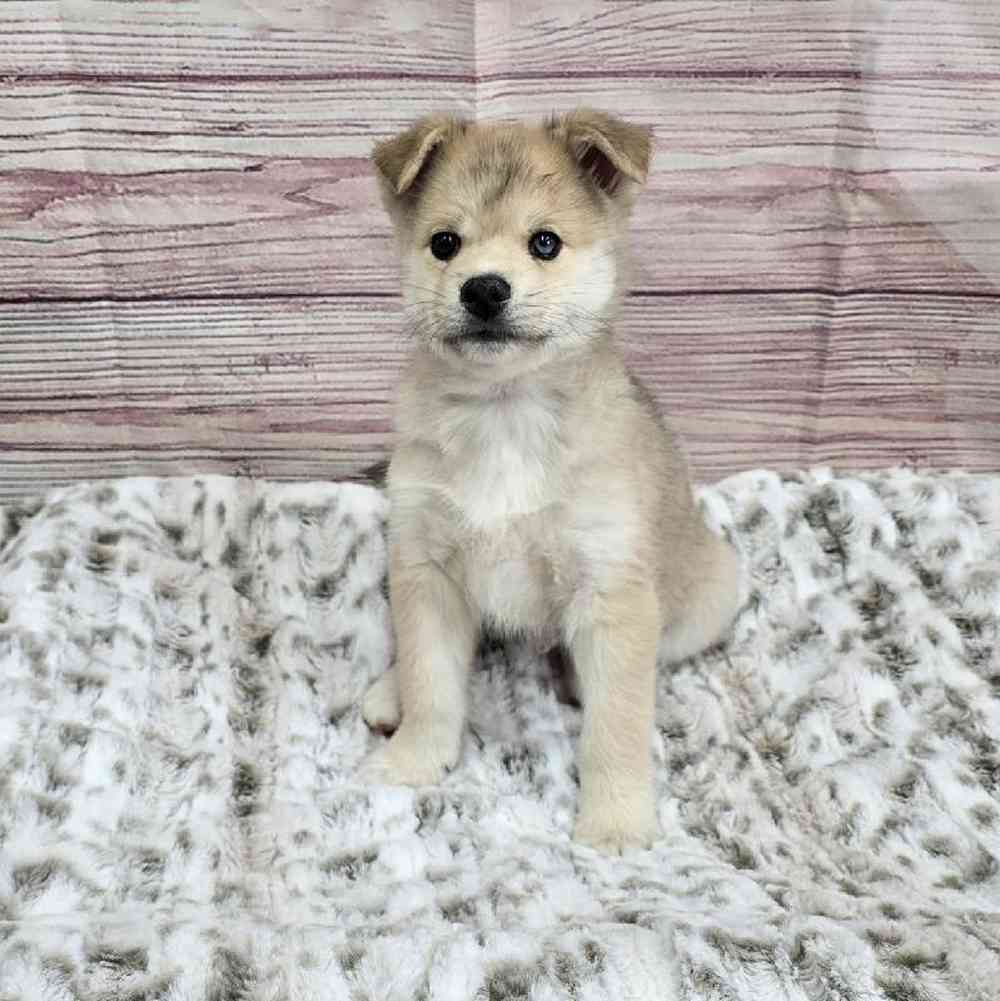 Male Pomsky Puppy for Sale in Virginia Beach, VA