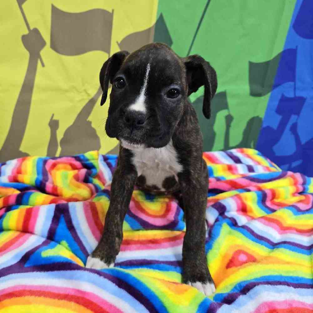 Female Boxer Puppy for Sale in Virginia Beach, VA
