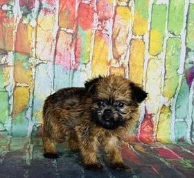 Brussels Griffon