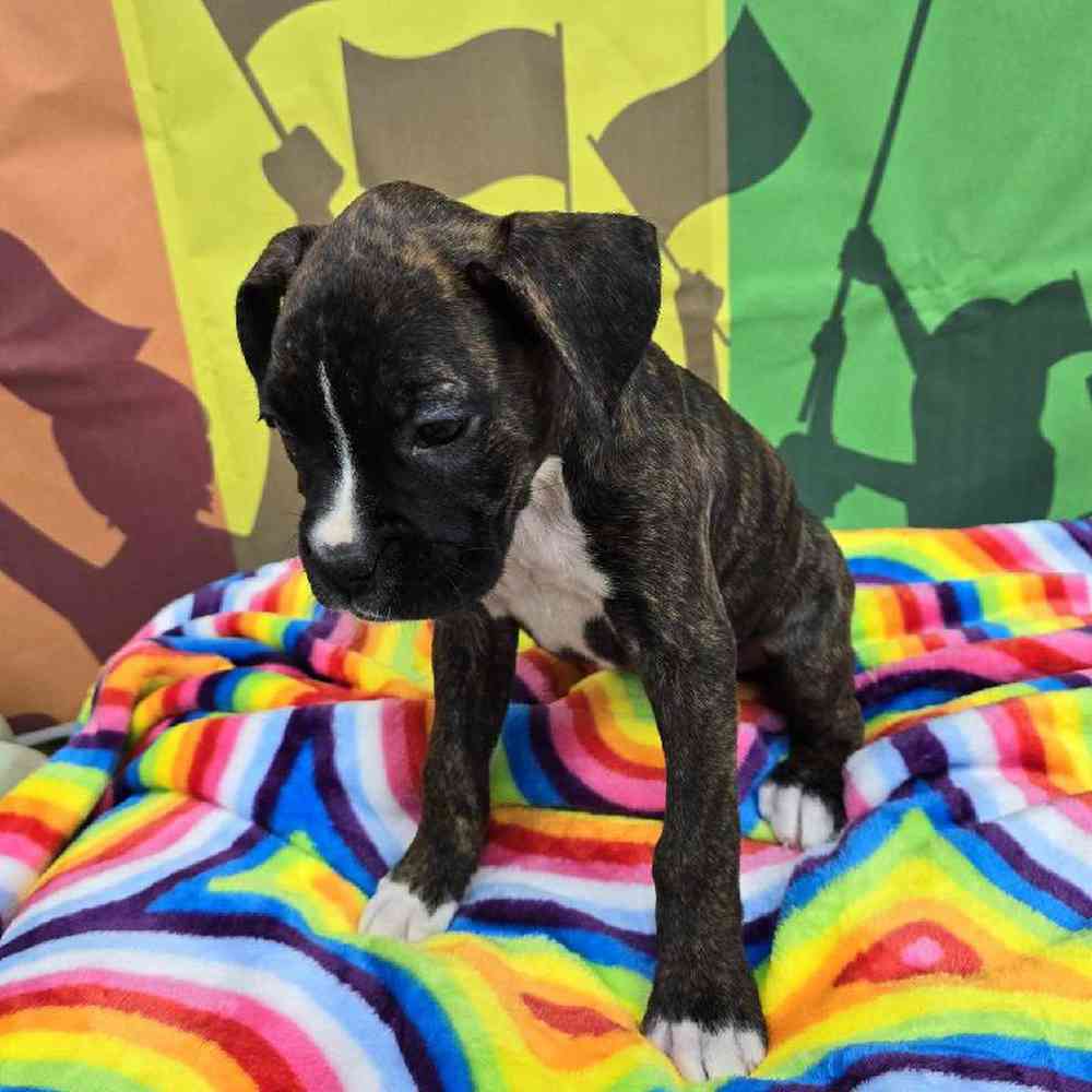 Female Boxer Puppy for Sale in Virginia Beach, VA