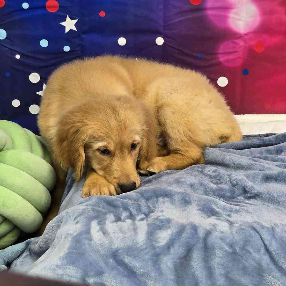 Male Golden Retriever Puppy for Sale in Virginia Beach, VA