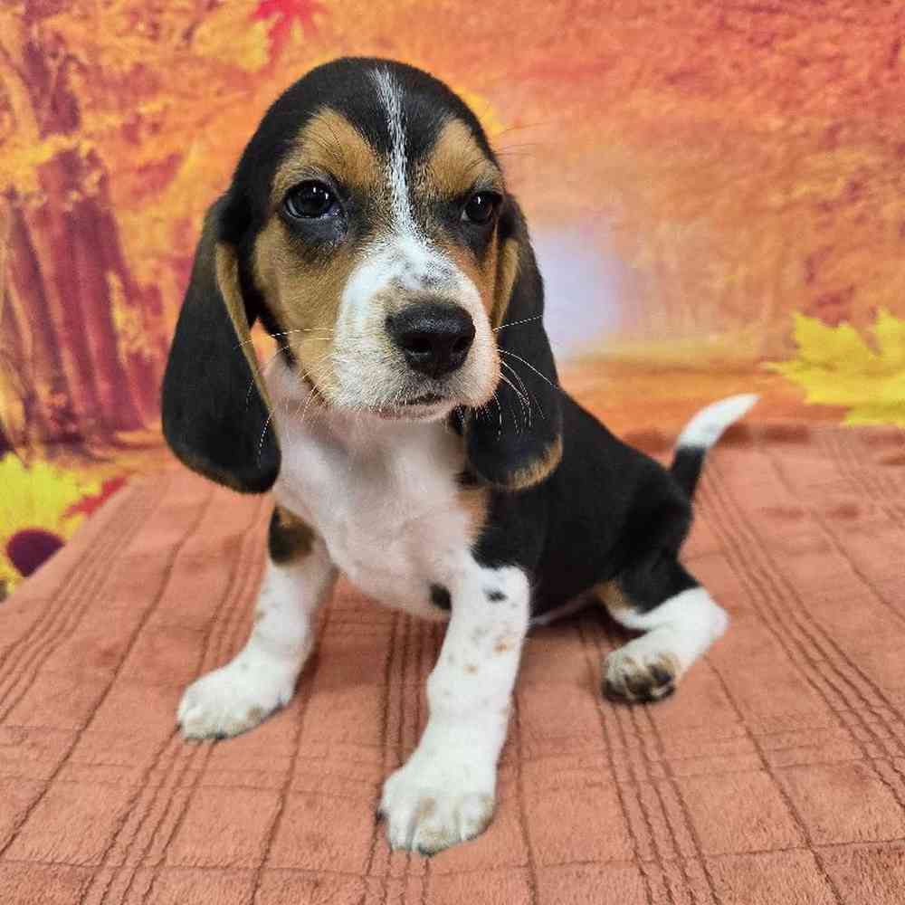 Male Beagle Puppy for Sale in Virginia Beach, VA