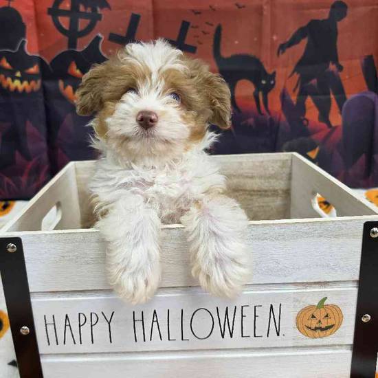 Mini Aussie Poo