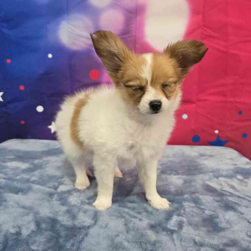 Female Papillon Puppy for Sale in Virginia Beach, VA