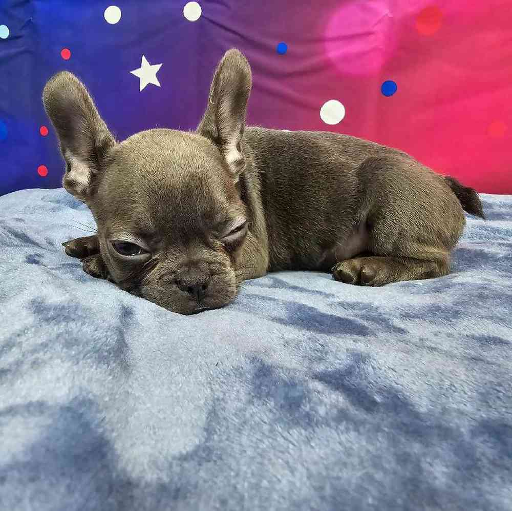 Female French Bulldog Puppy for Sale in Virginia Beach, VA