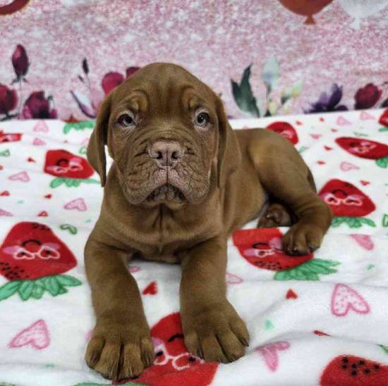 Dogue De Bordeaux