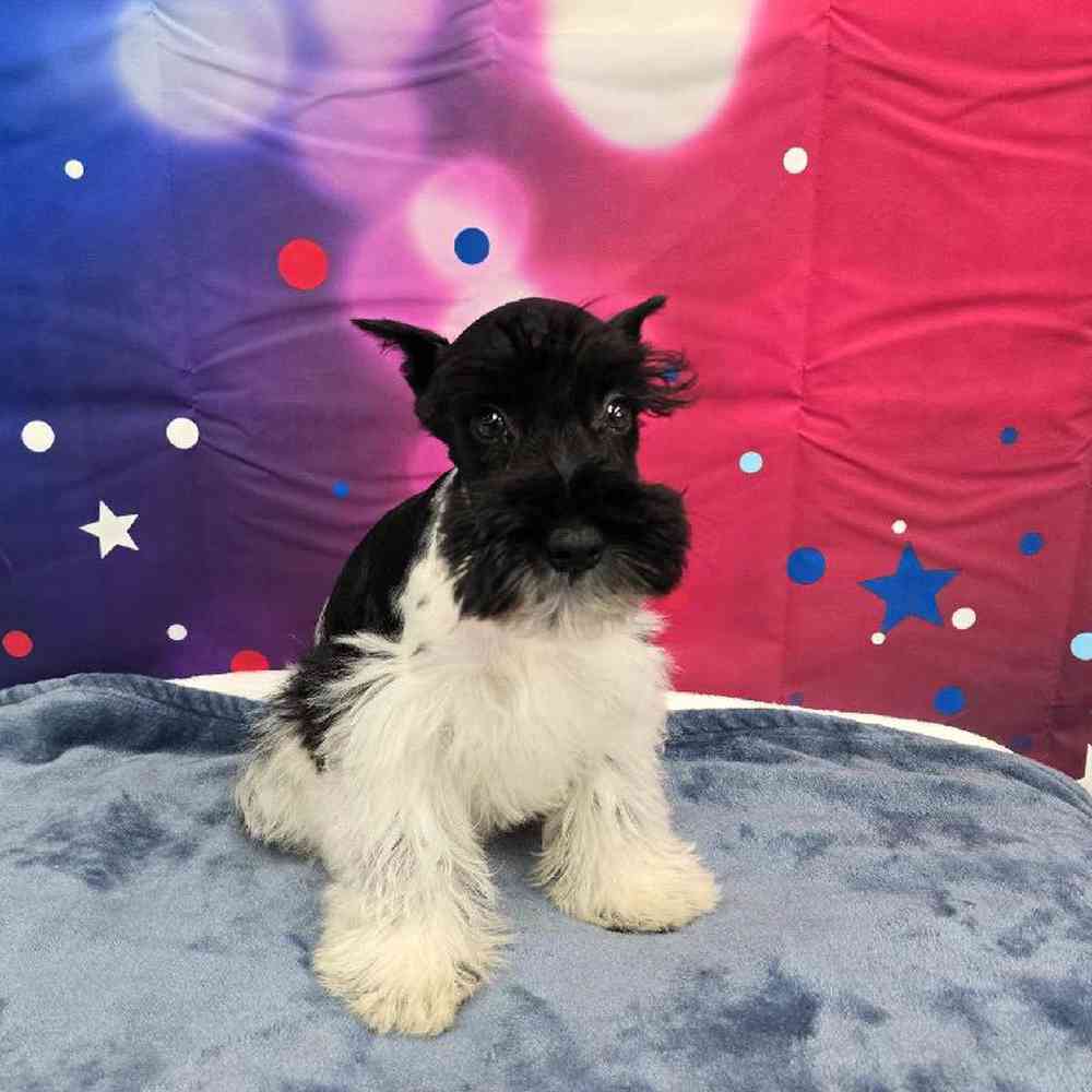 Male Mini Schnauzer Puppy for Sale in Virginia Beach, VA