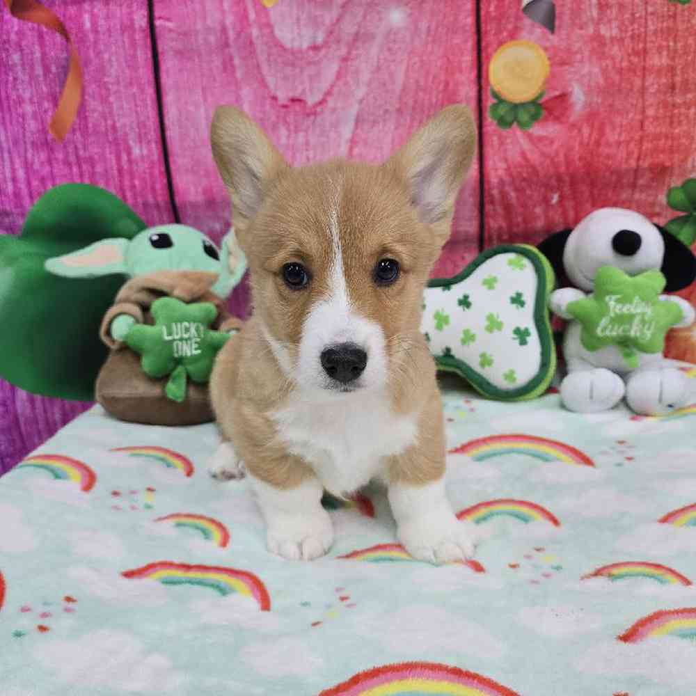 Male Pembroke Welsh Corgi Puppy for Sale in Virginia Beach, VA