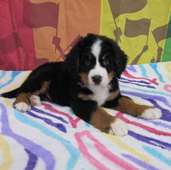 Bernese Mountain Dog