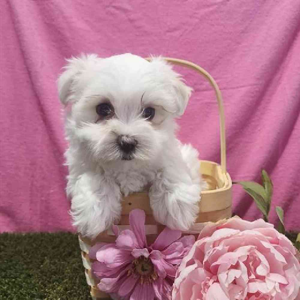 Female Maltese Puppy for Sale in Virginia Beach, VA