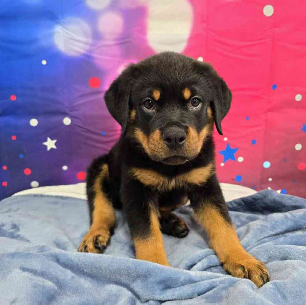 Male Rottweiler Puppy for Sale in Virginia Beach, VA