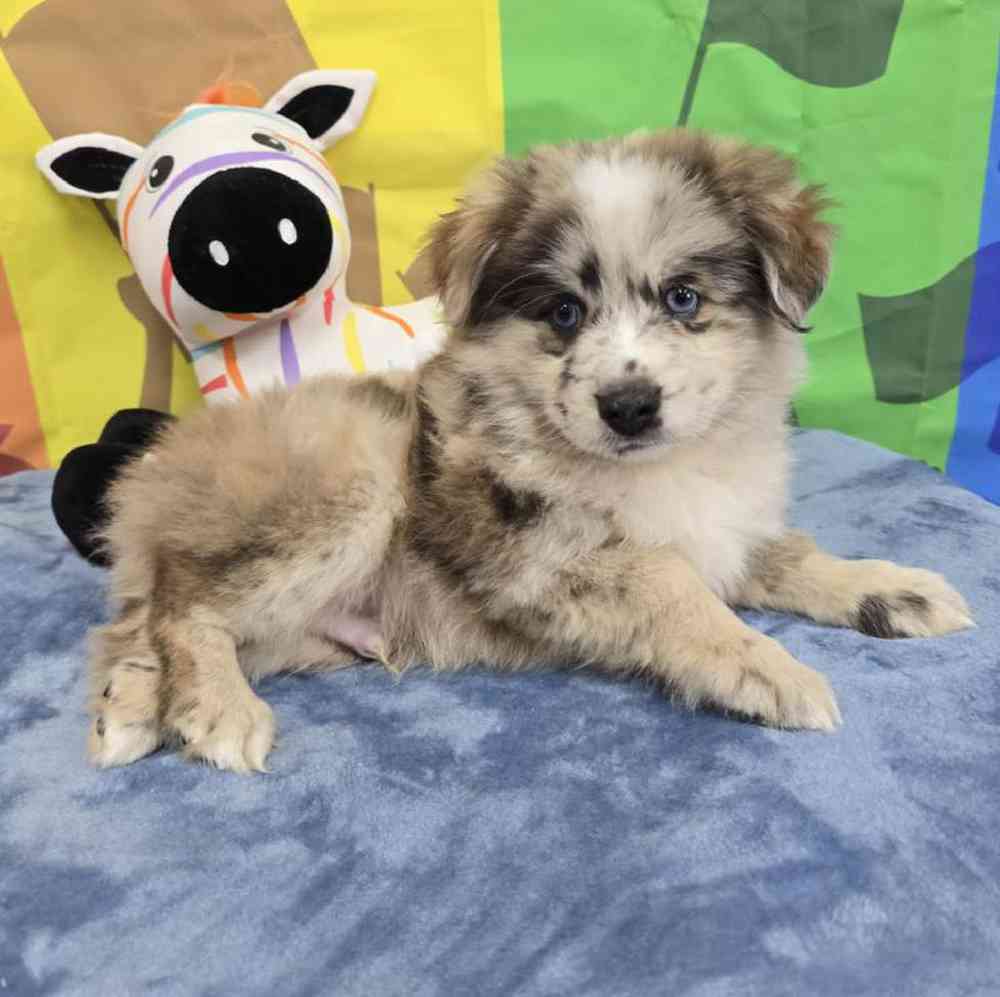 Male Pomsky Puppy for Sale in Virginia Beach, VA