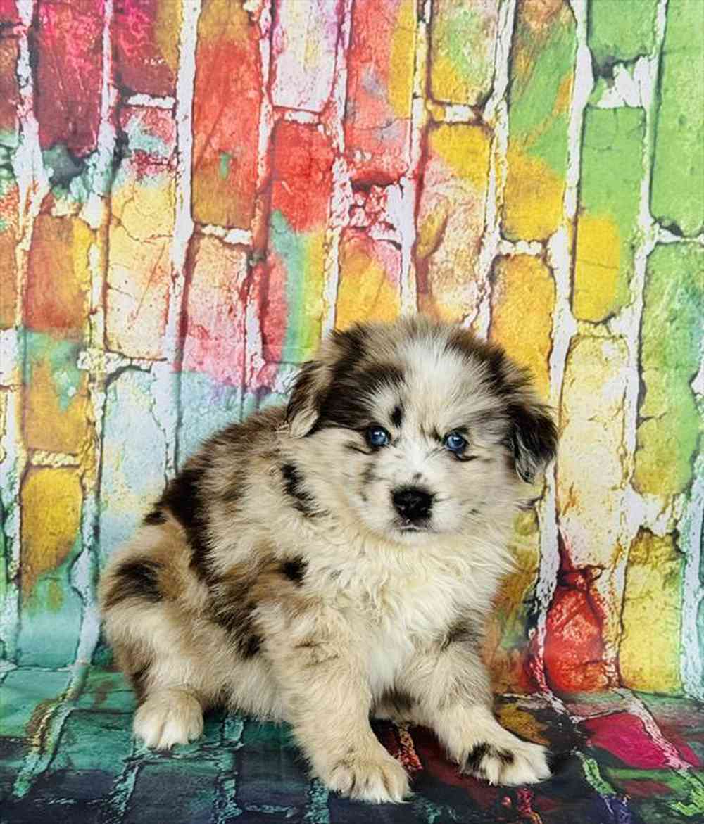 Image of a pet breed in the gallery