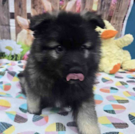 Keeshond