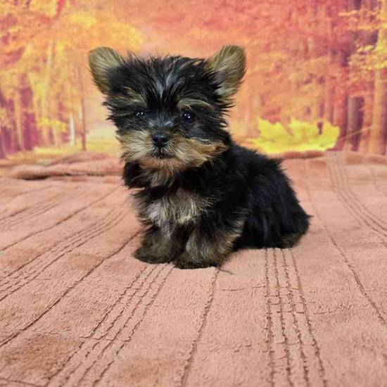 Yorkie