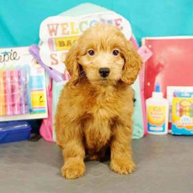 Mini Goldendoodle