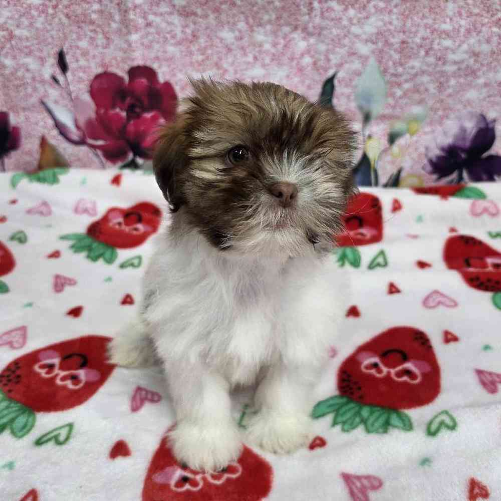 Female Shih Tzu Puppy for Sale in Virginia Beach, VA