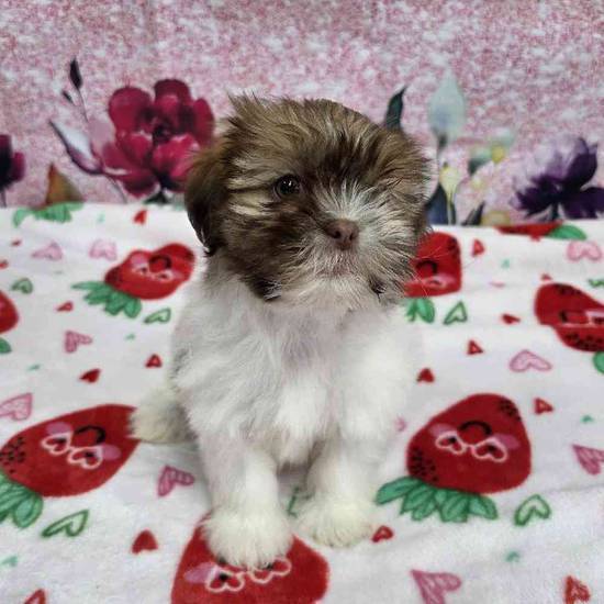 Shih Tzu