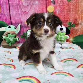 Toy Australian Shepherd 