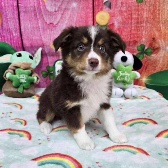 Toy Australian Shepherd 