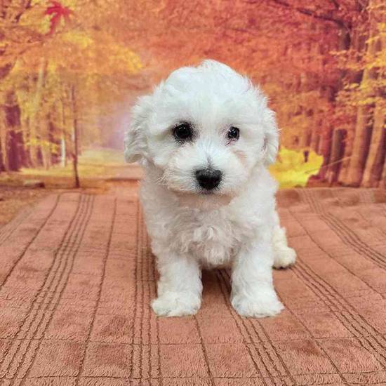 Bichon