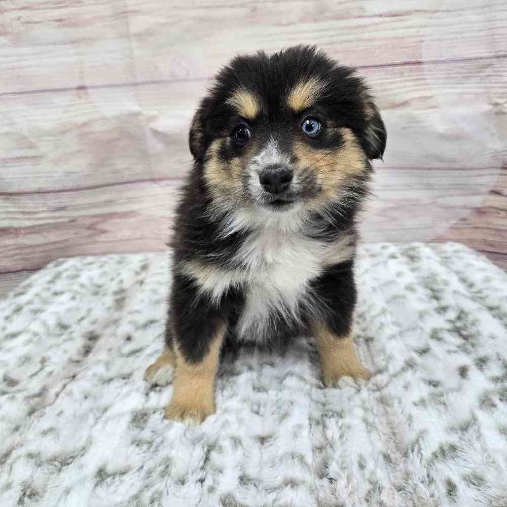 Female Pomsky Puppy for Sale in Virginia Beach, VA