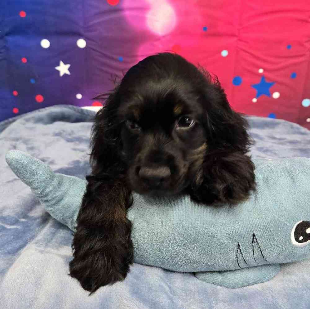 Male Cocker Spaniel Puppy for Sale in Virginia Beach, VA