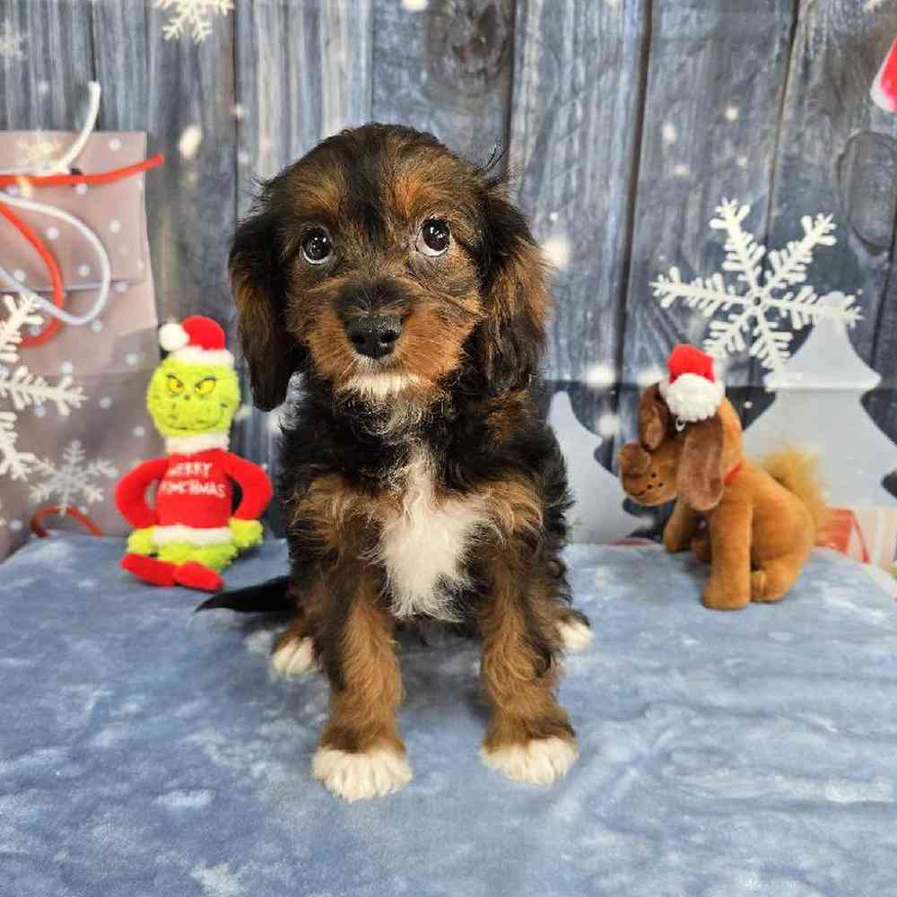 Female Cavapoo Puppy for Sale in Virginia Beach, VA