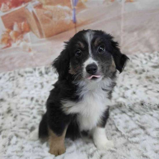 Mini Aussie