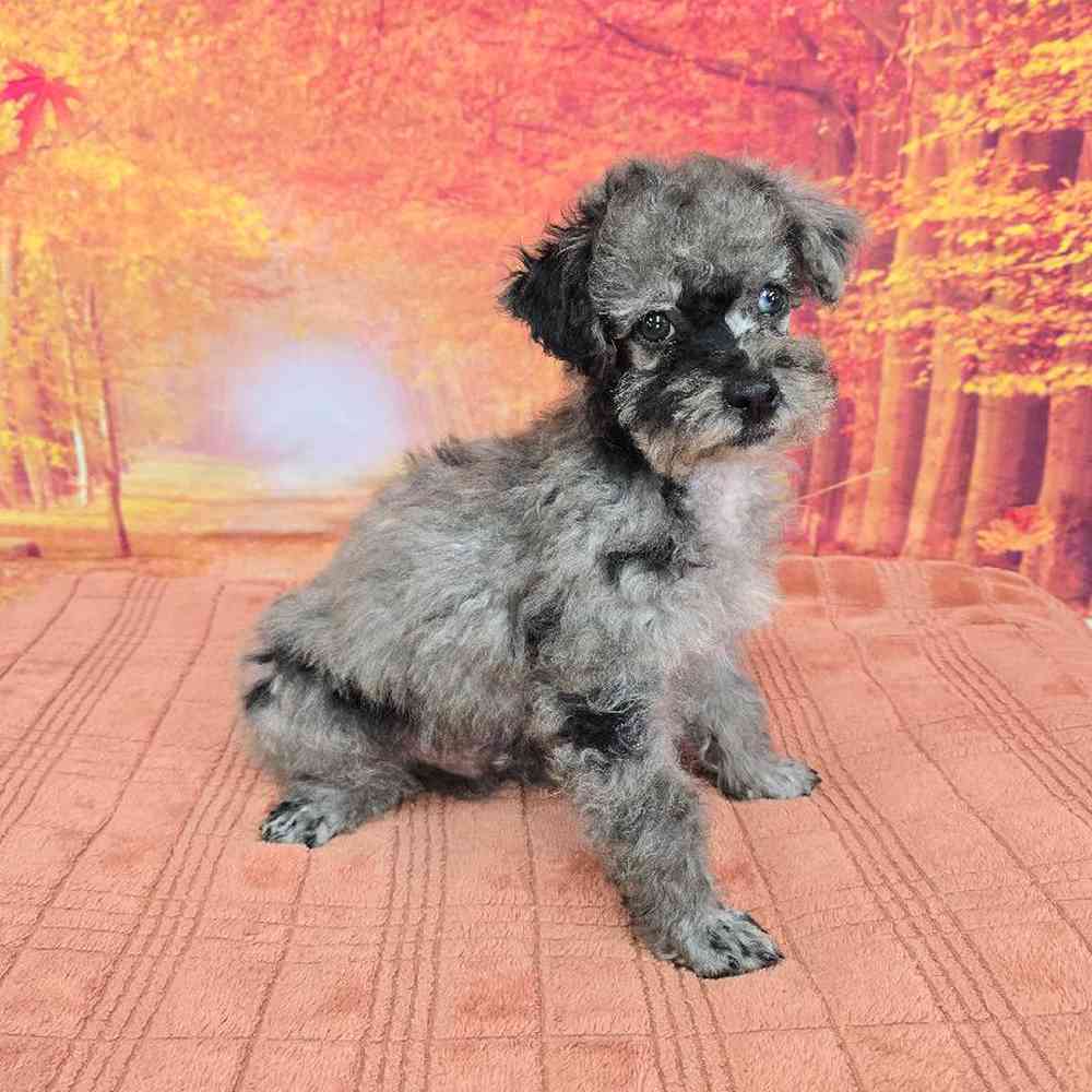 Male Mini Poodle Puppy for Sale in Virginia Beach, VA