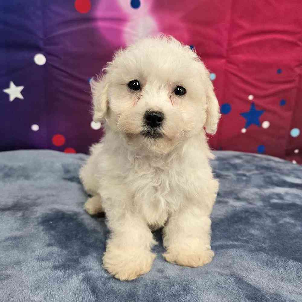 Male Bichon Puppy for Sale in Virginia Beach, VA