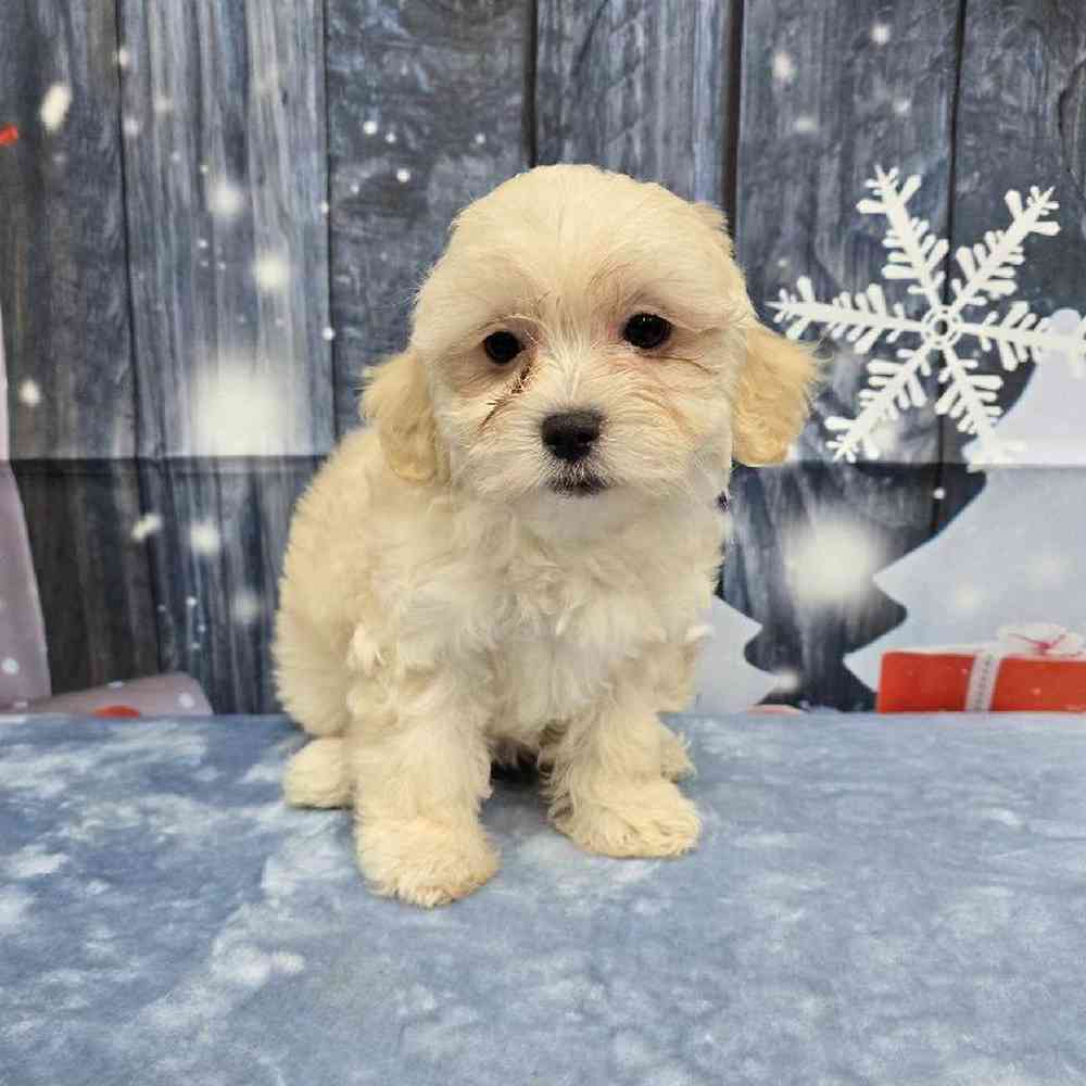 Female Teddy Bear Puppy for Sale in Virginia Beach, VA