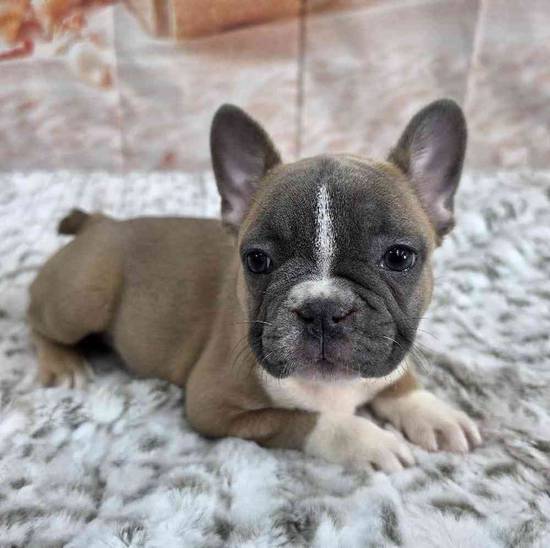 French Bulldog