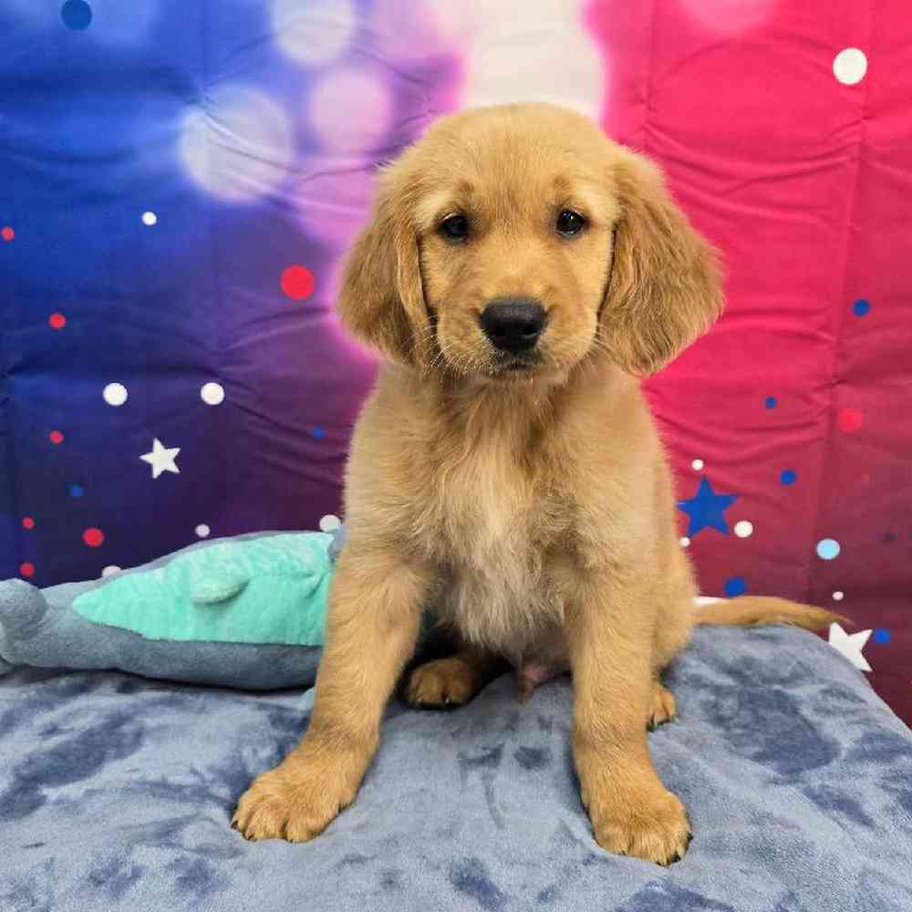 Male Golden Retriever Puppy for Sale in Virginia Beach, VA