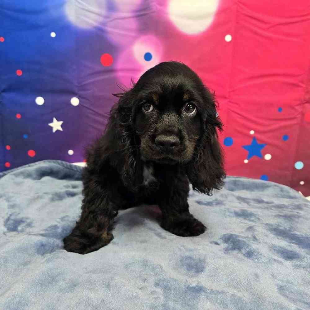 Male Cocker Spaniel Puppy for Sale in Virginia Beach, VA