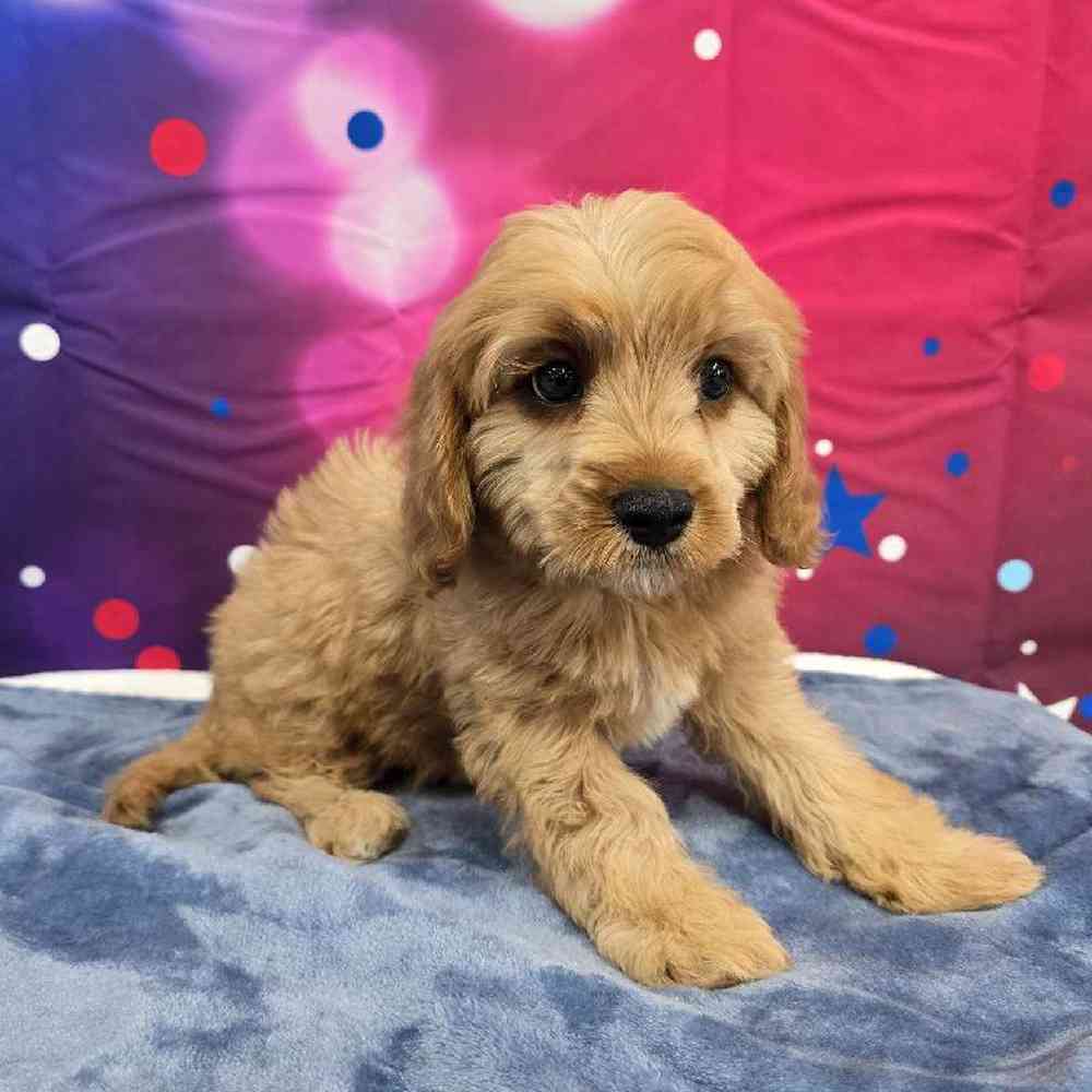 Male Cavapoo Puppy for Sale in Virginia Beach, VA