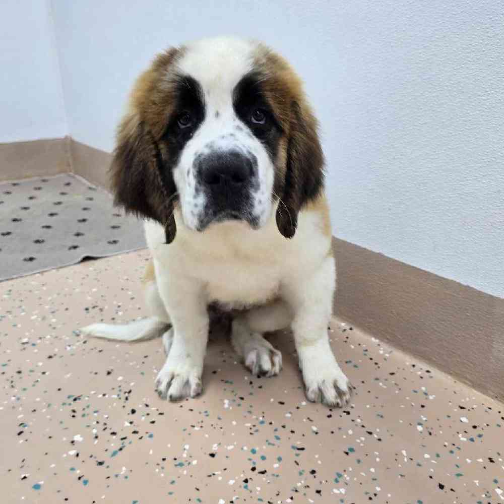 Female Saint Bernard Puppy for Sale in Virginia Beach, VA