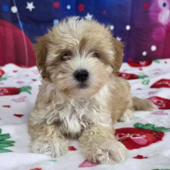 Maltipoo