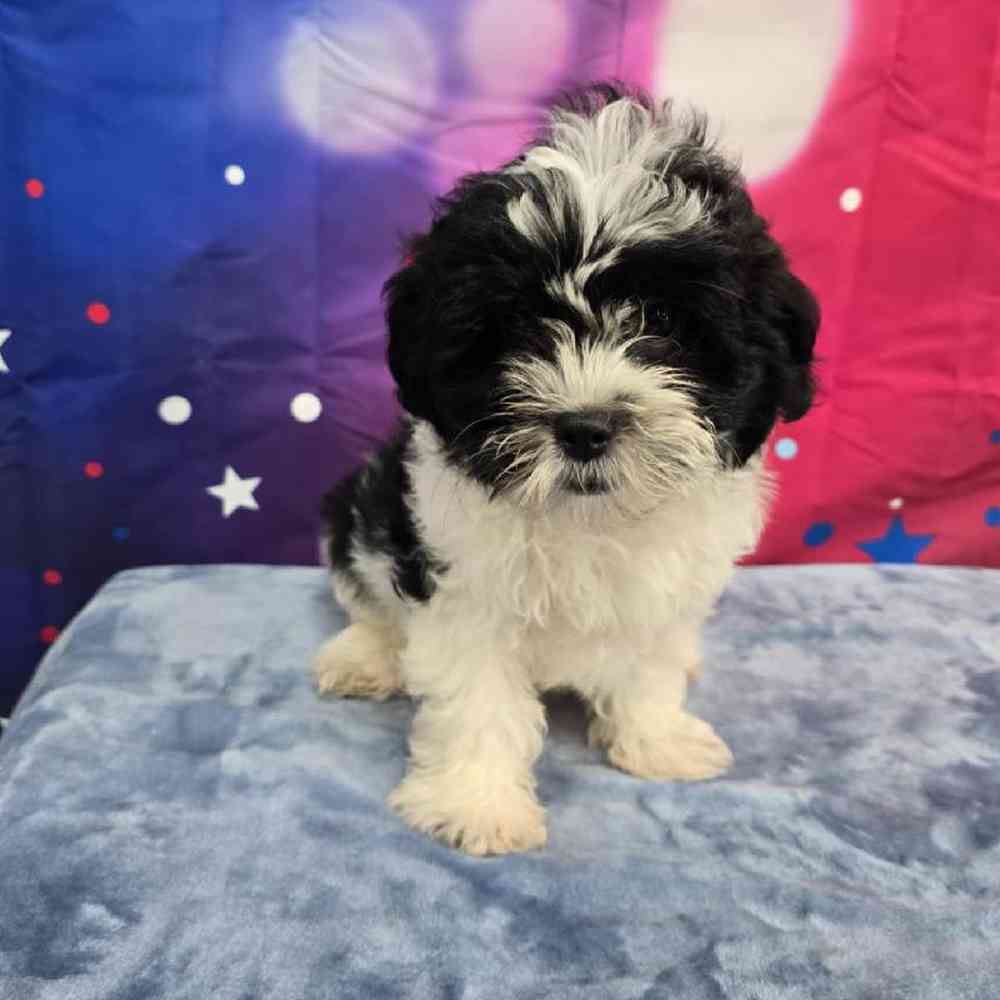 Female Teddy Bear Puppy for Sale in Virginia Beach, VA